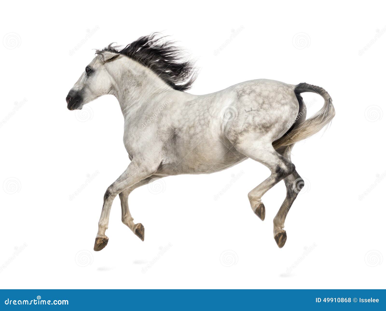 andalusian horse kicking out