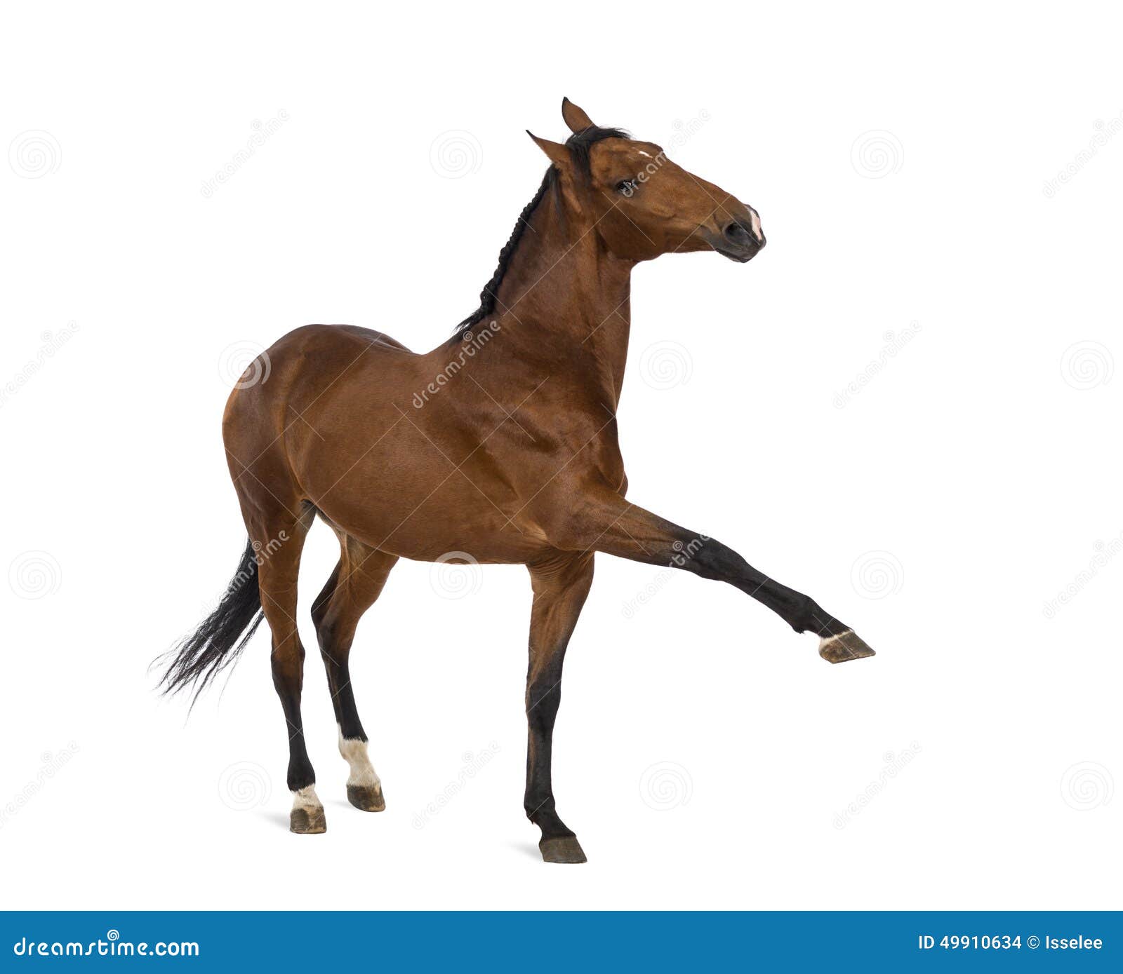 andalusian horse with a leg up
