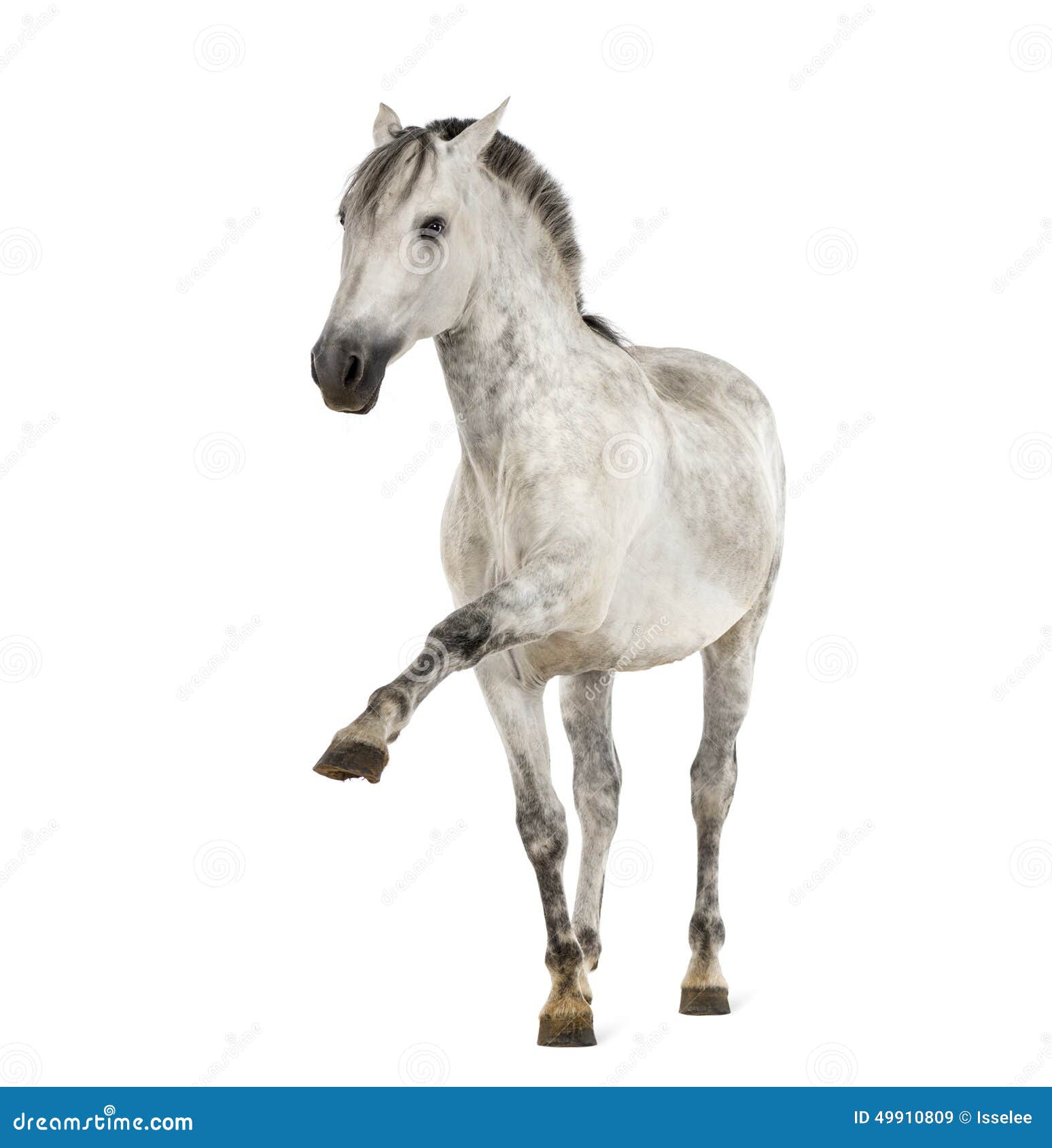 andalusian horse with a leg up