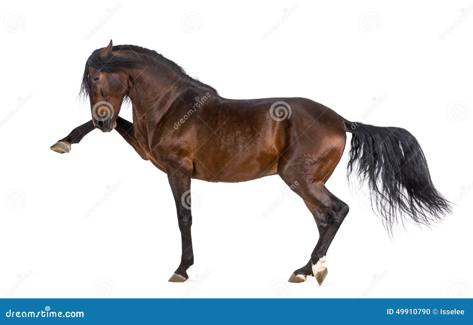 andalusian horse performing spanish walk