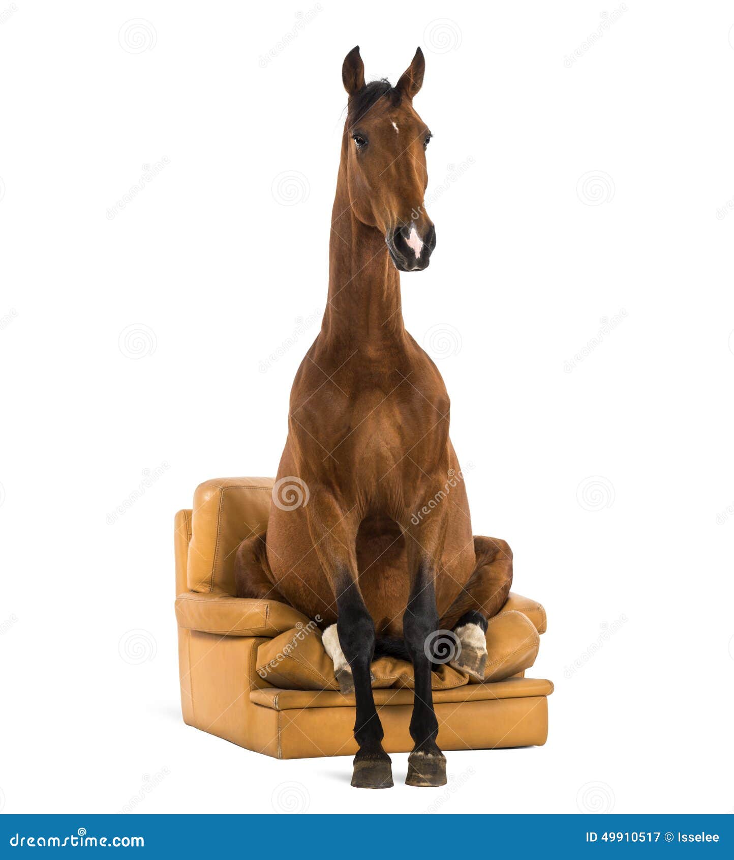 andalusian horse sitting on an armchair