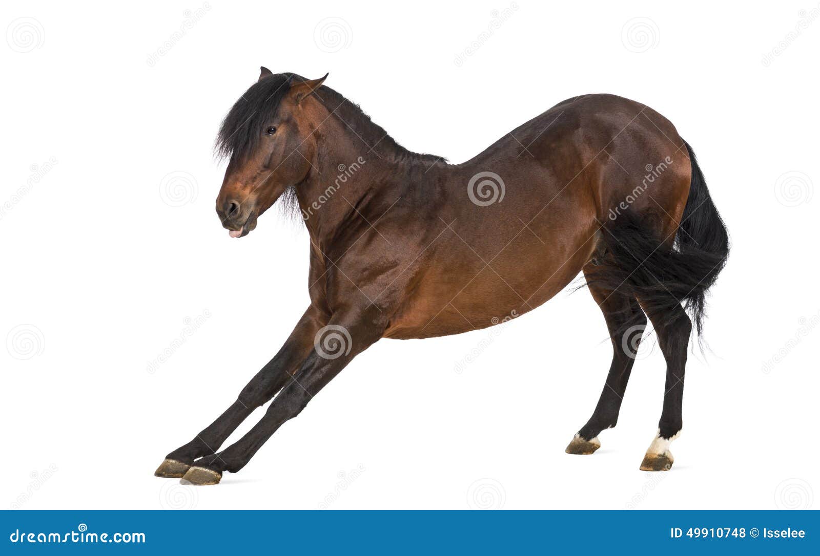 Galloping Horse - Maltez