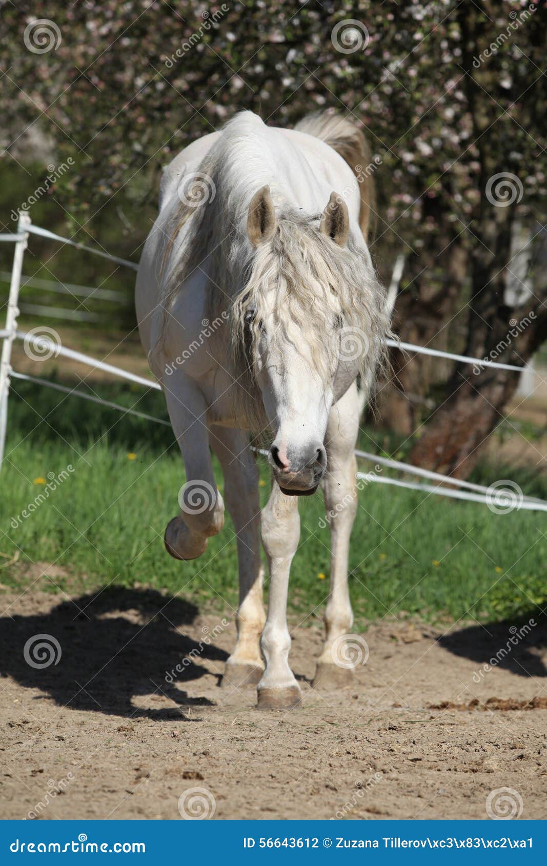 Andalusian Mare with Long Hair in Spring Stock Photo Image of stand
