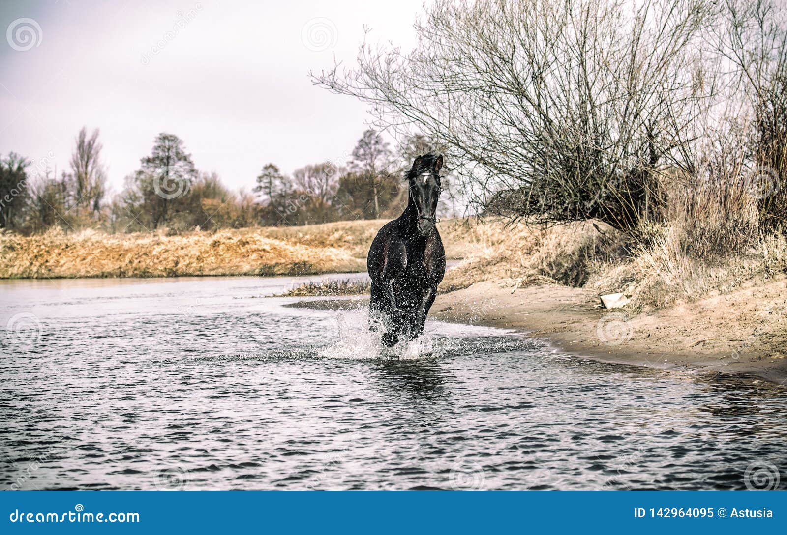 andalusian stallion. pura raza espanola reproducer