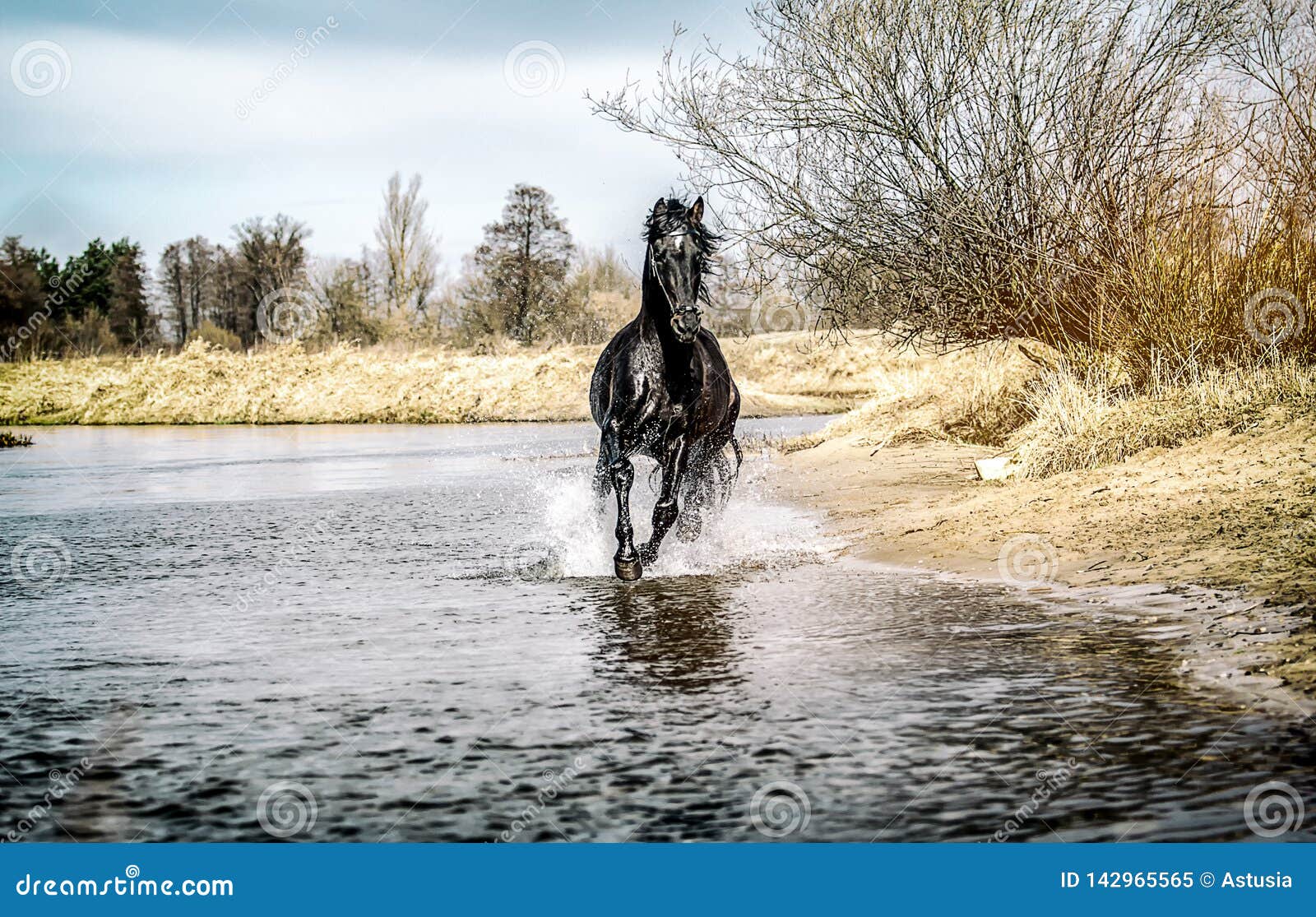 andalusian stallion. pura raza espanola reproducer