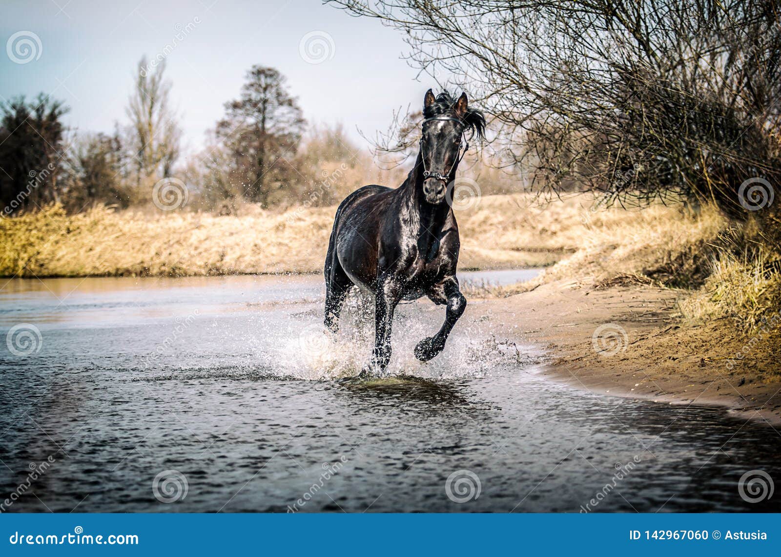 andalusian stallion. pura raza espanola reproducer