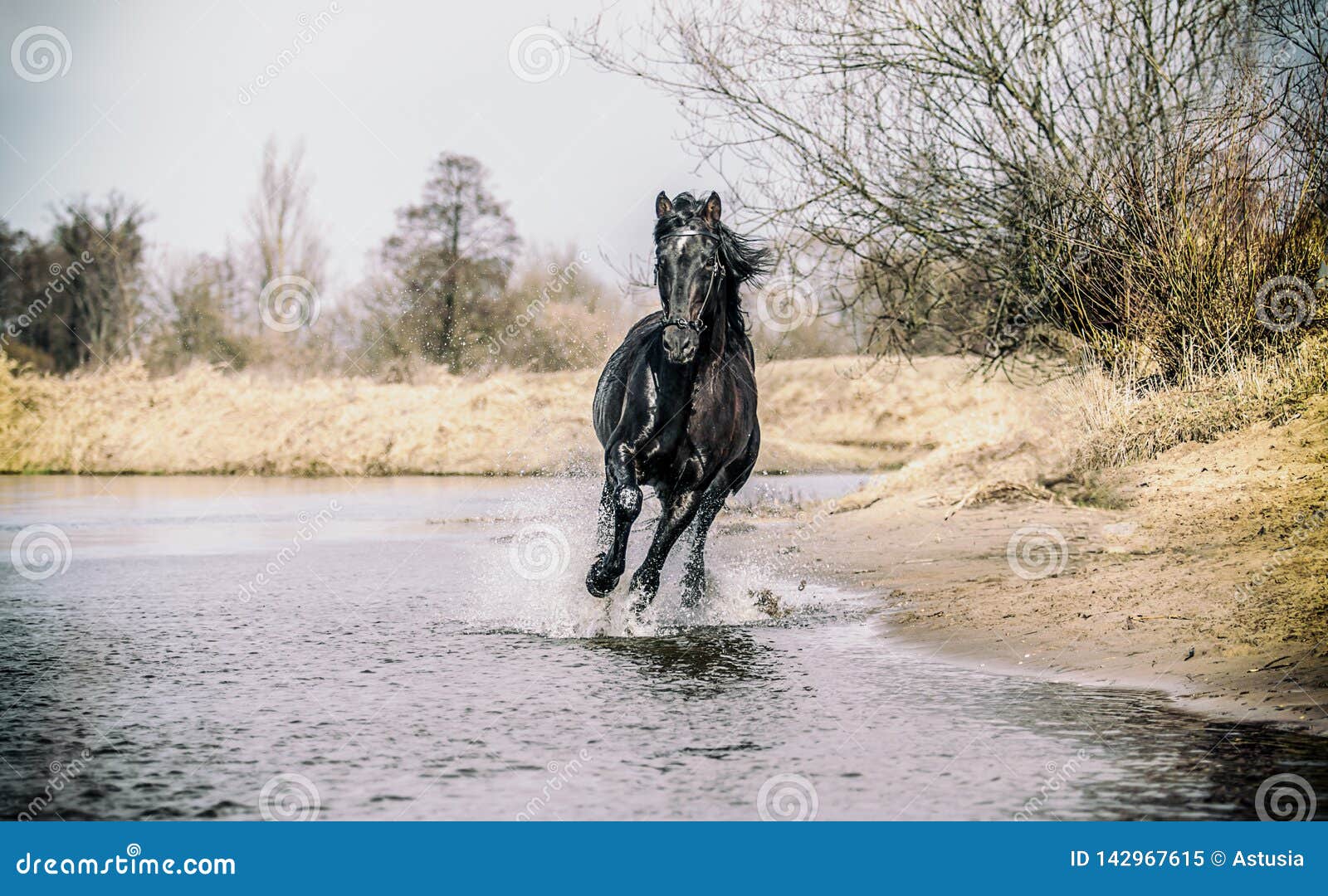 andalusian stallion. pura raza espanola reproducer