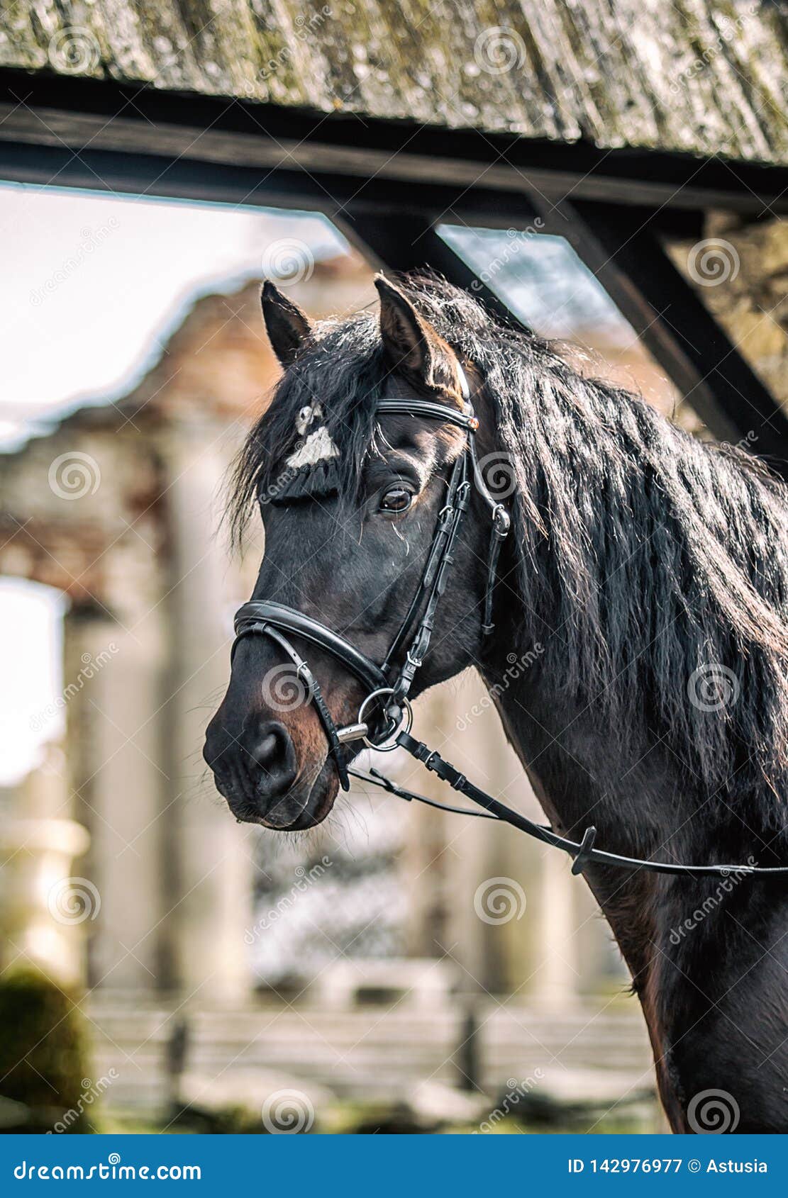 andalusian stallion. pura raza espanola reproducer