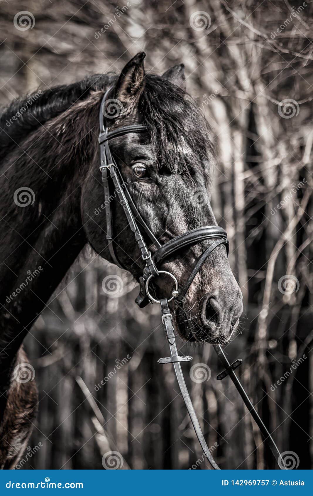 andalusian stallion. pura raza espanola reproducer