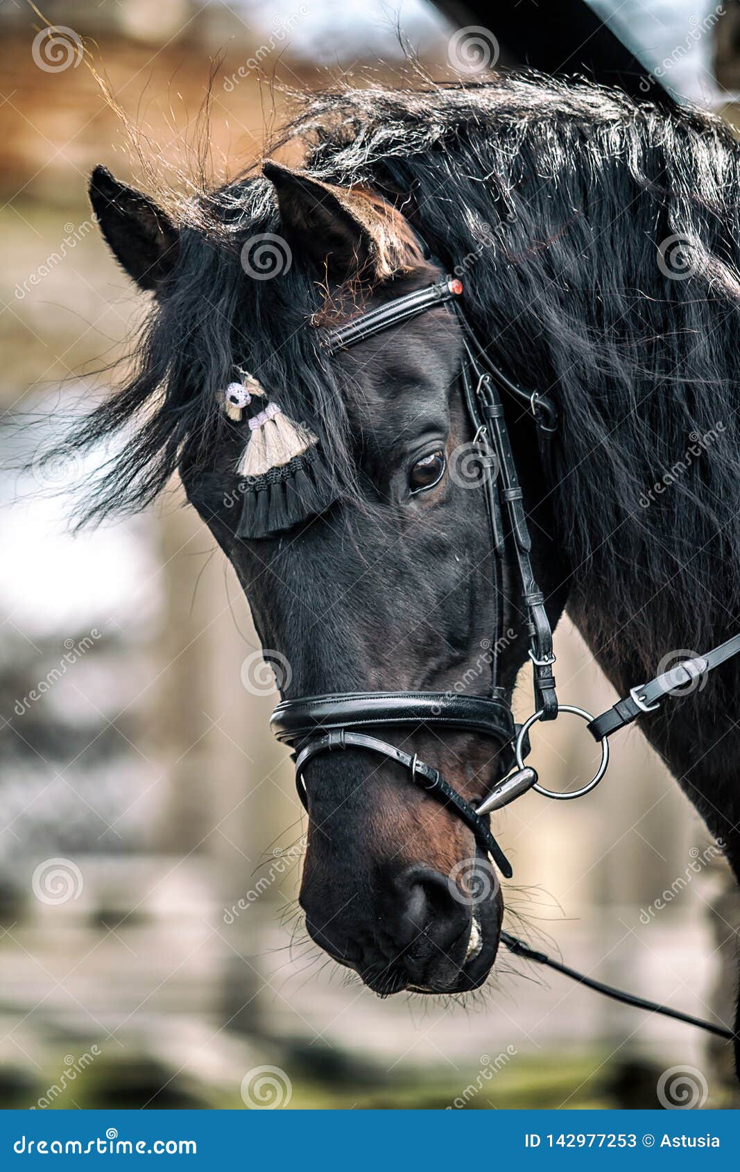 andalusian stallion. pura raza espanola reproducer