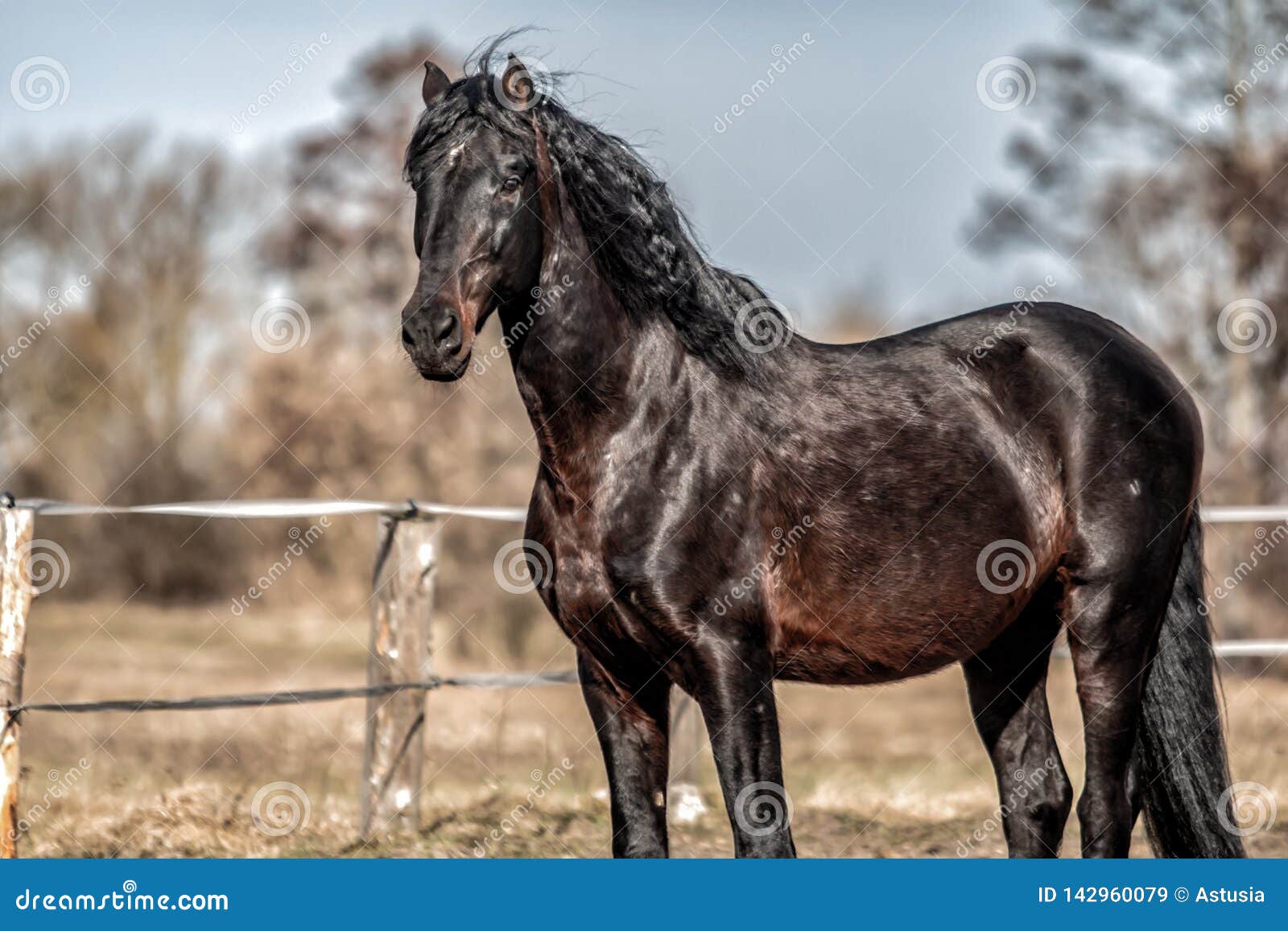 andalusian stallion. pura raza espanola reproducer