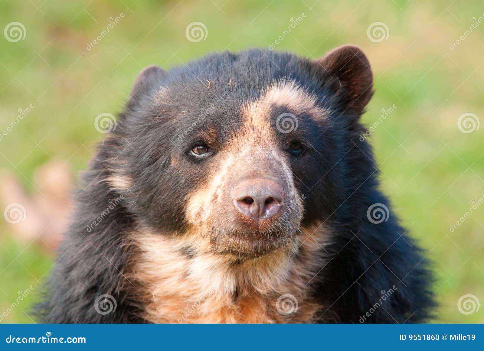 andean bear (tremarctos ornatus)