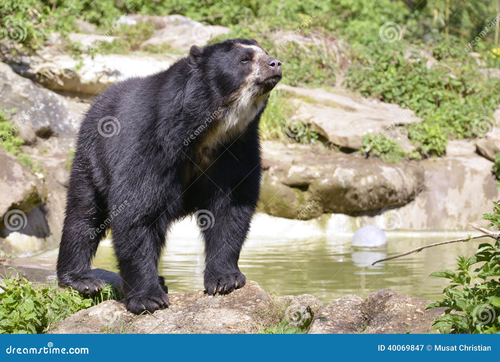 andean bear
