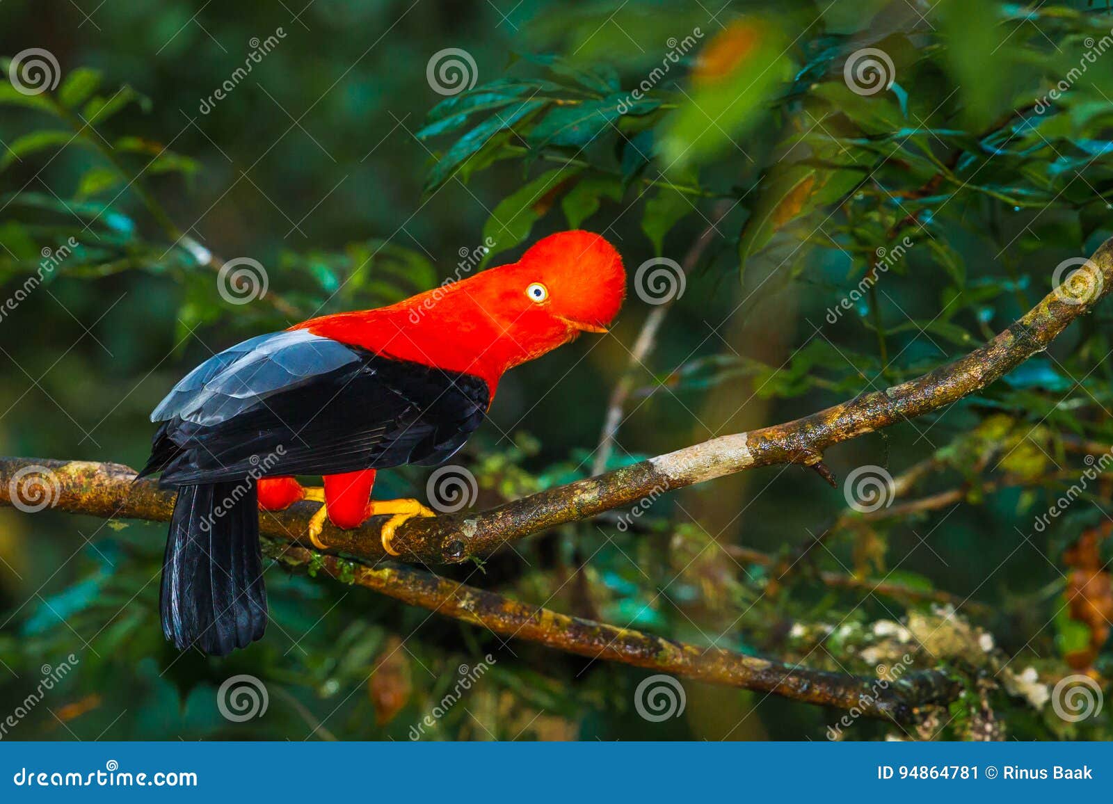 andean cock-of-the-rock