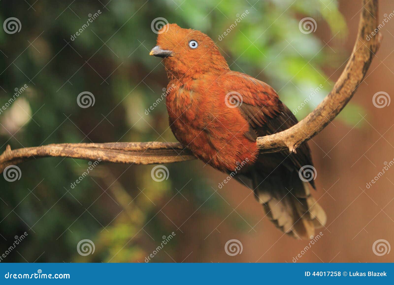 andean cock-of-the-rock