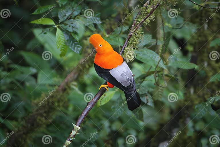Andean of the rock, Peru stock image. Image of andes - 307560127