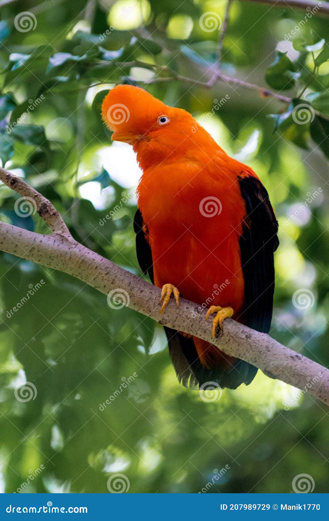 andean cock-of-the-rock rupicola peruviana