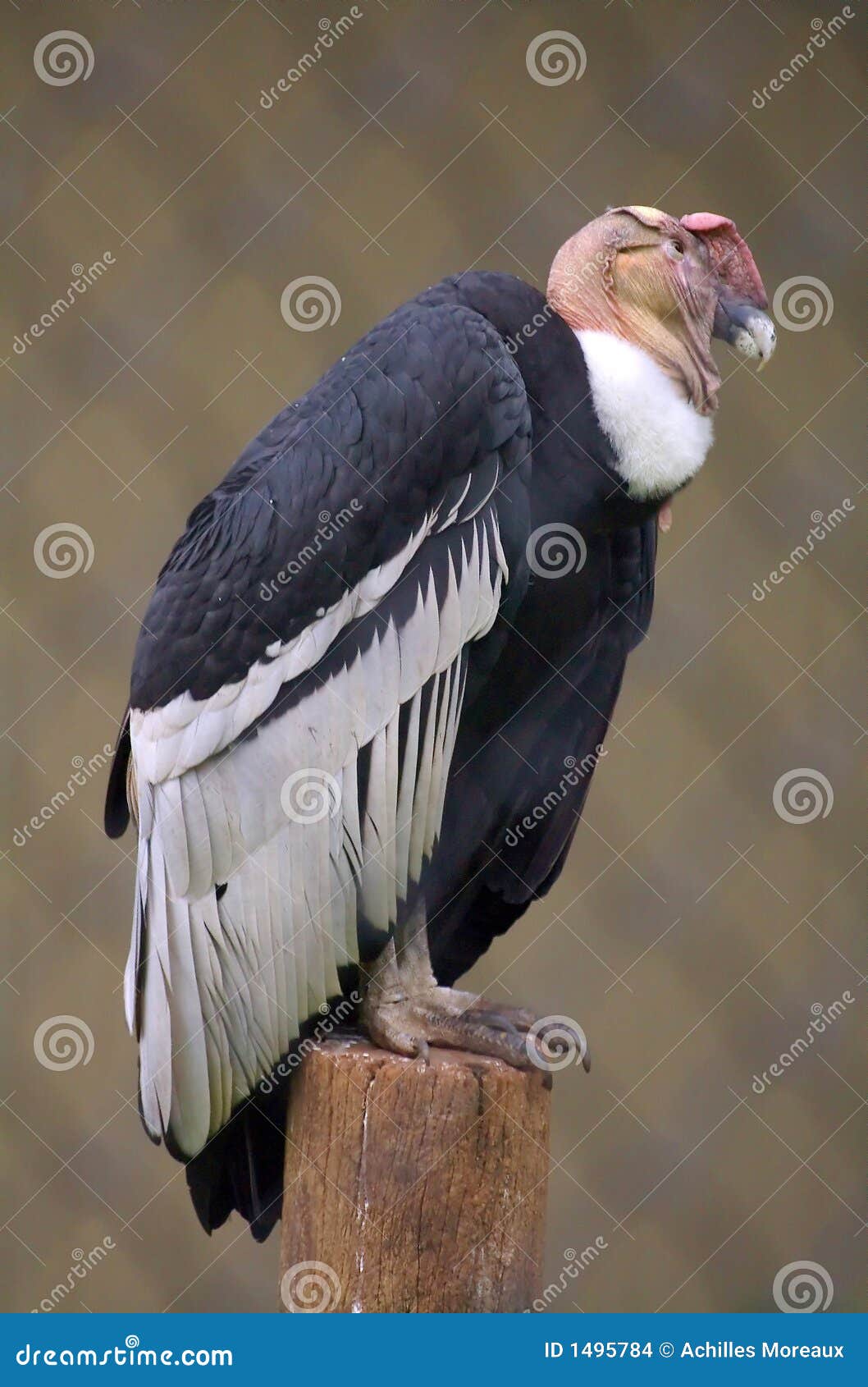 andean condor