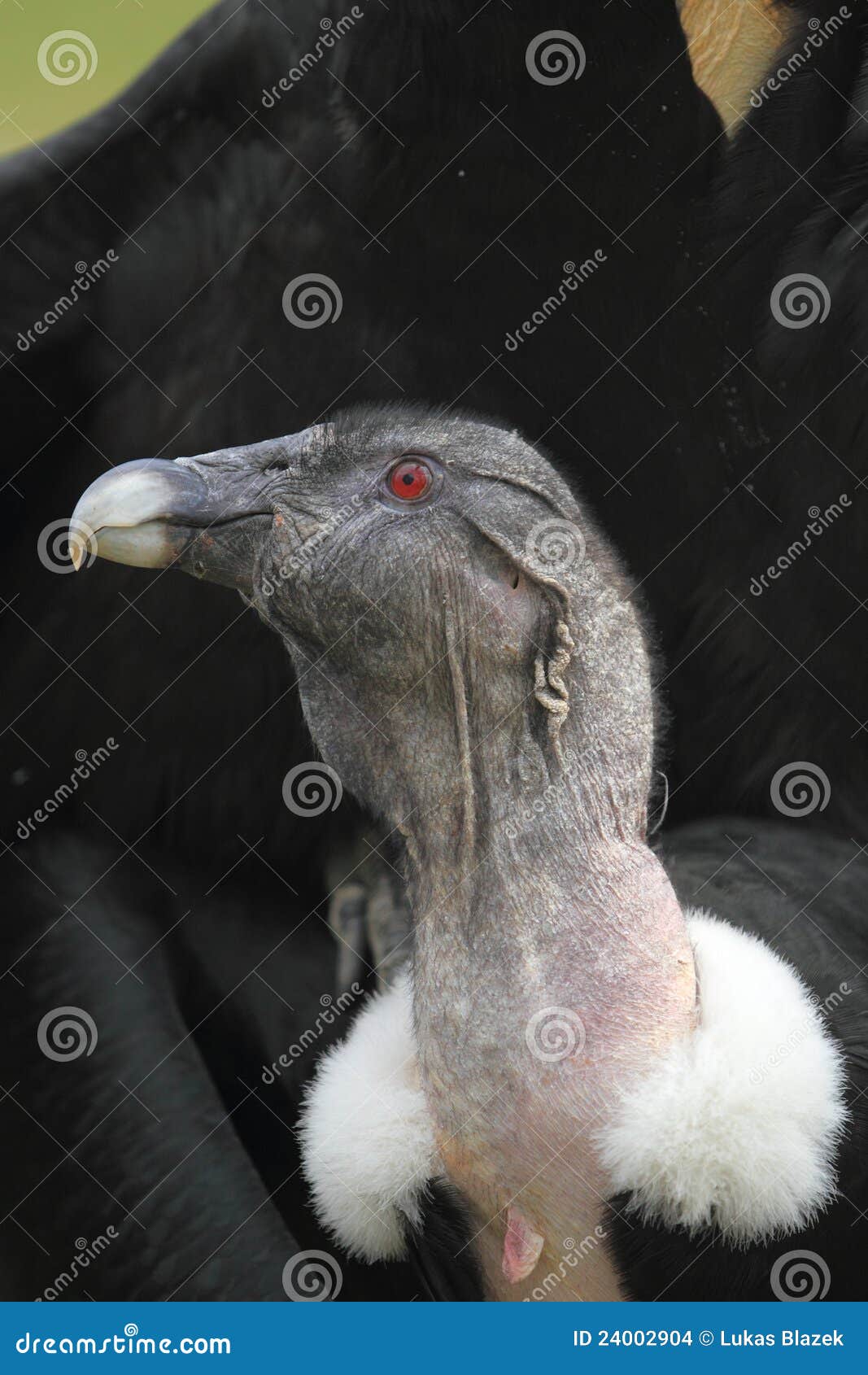 andean condor