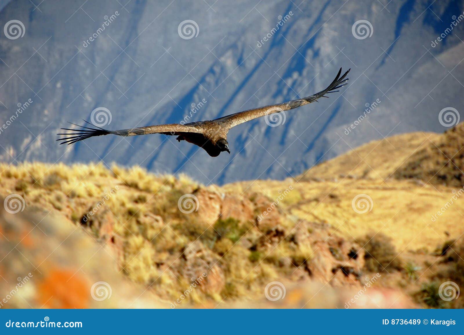 andean condor