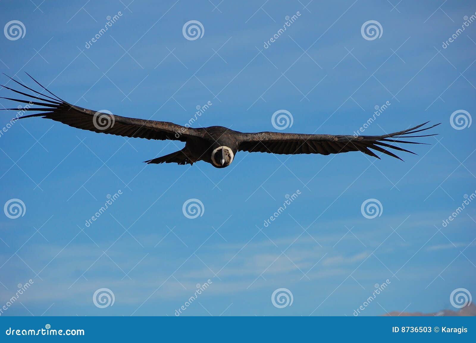 andean condor