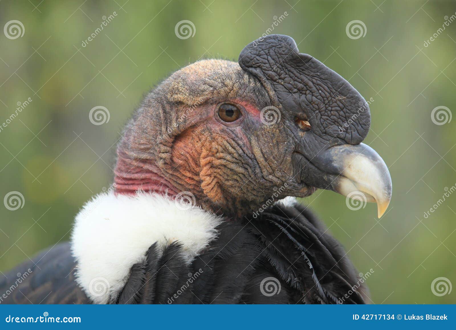 andean condor