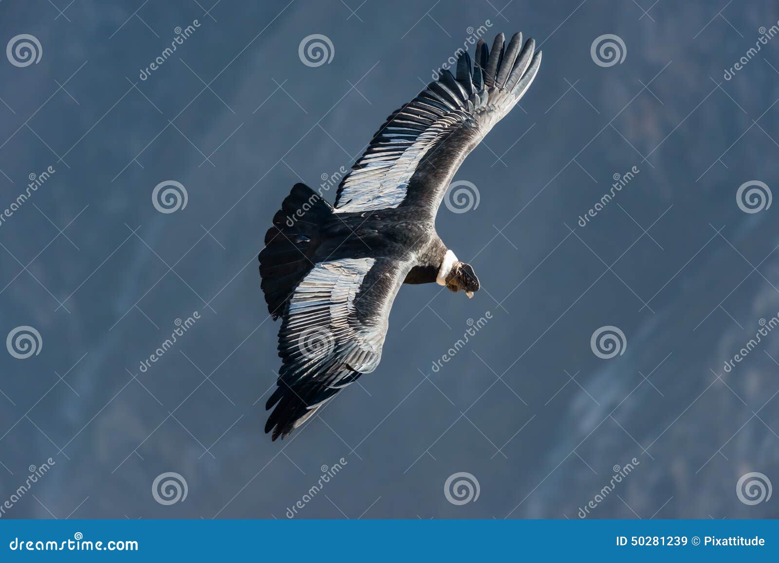 andean condor flying in the colca canyon arequipa peru