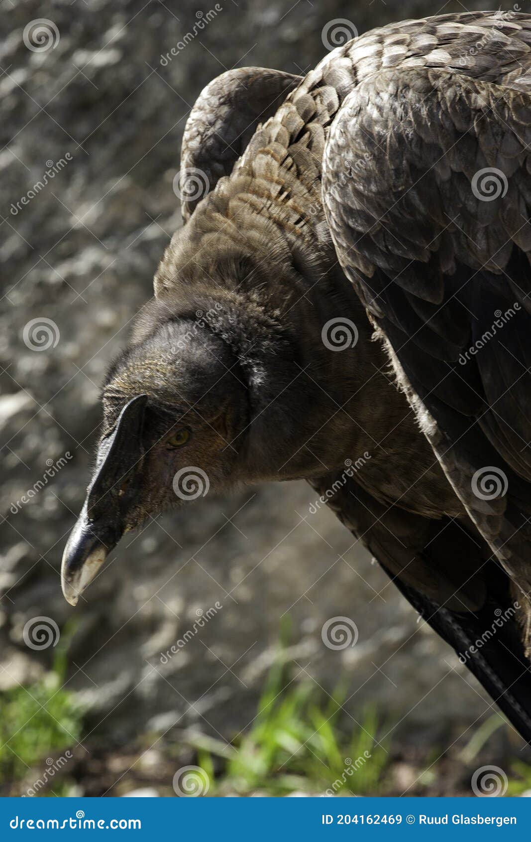 The Andean Condor, the King of the Andes Mountains, the Largest Flying ...