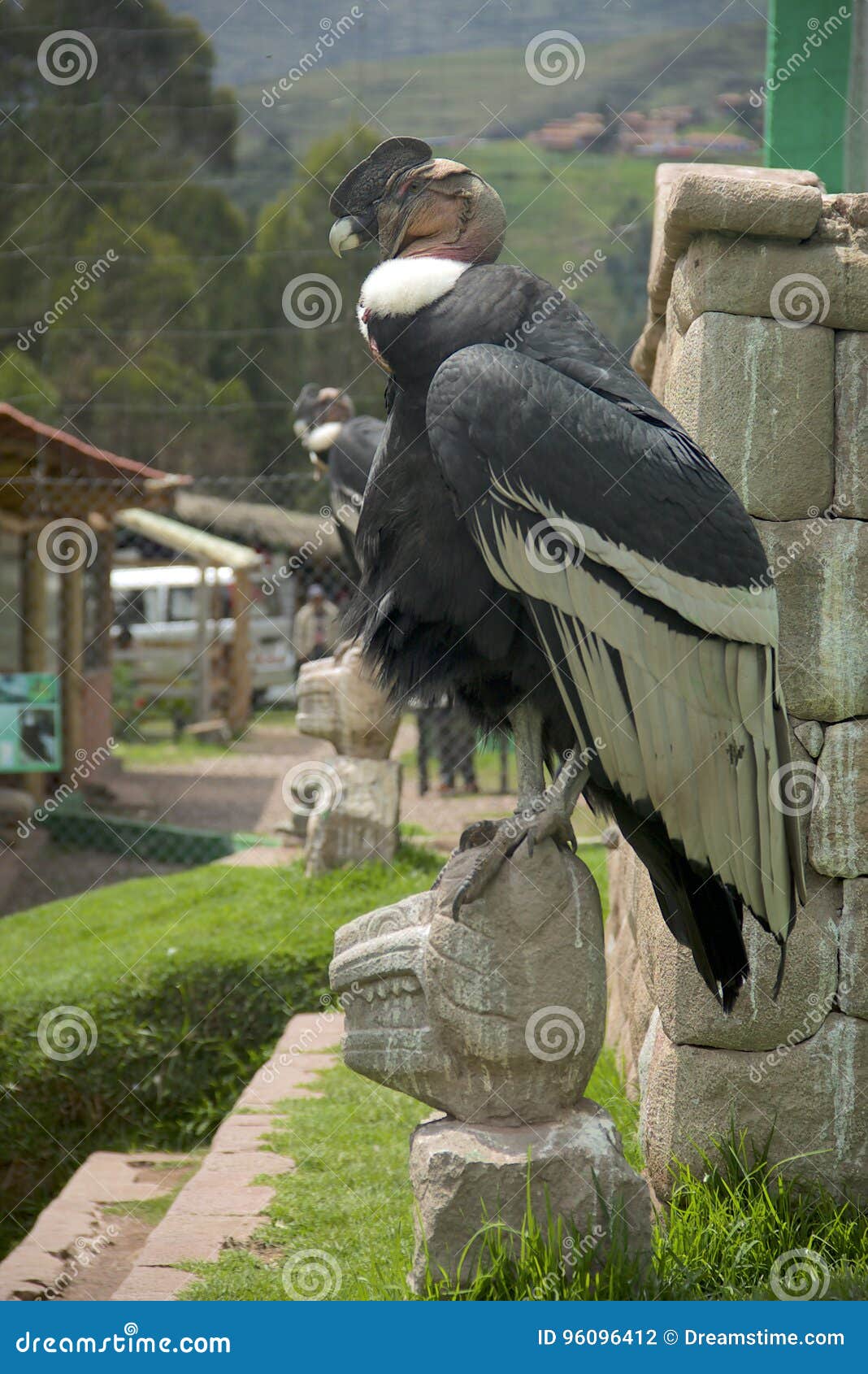 Andean Condor stock Image of condor, animals, mountain - 96096412