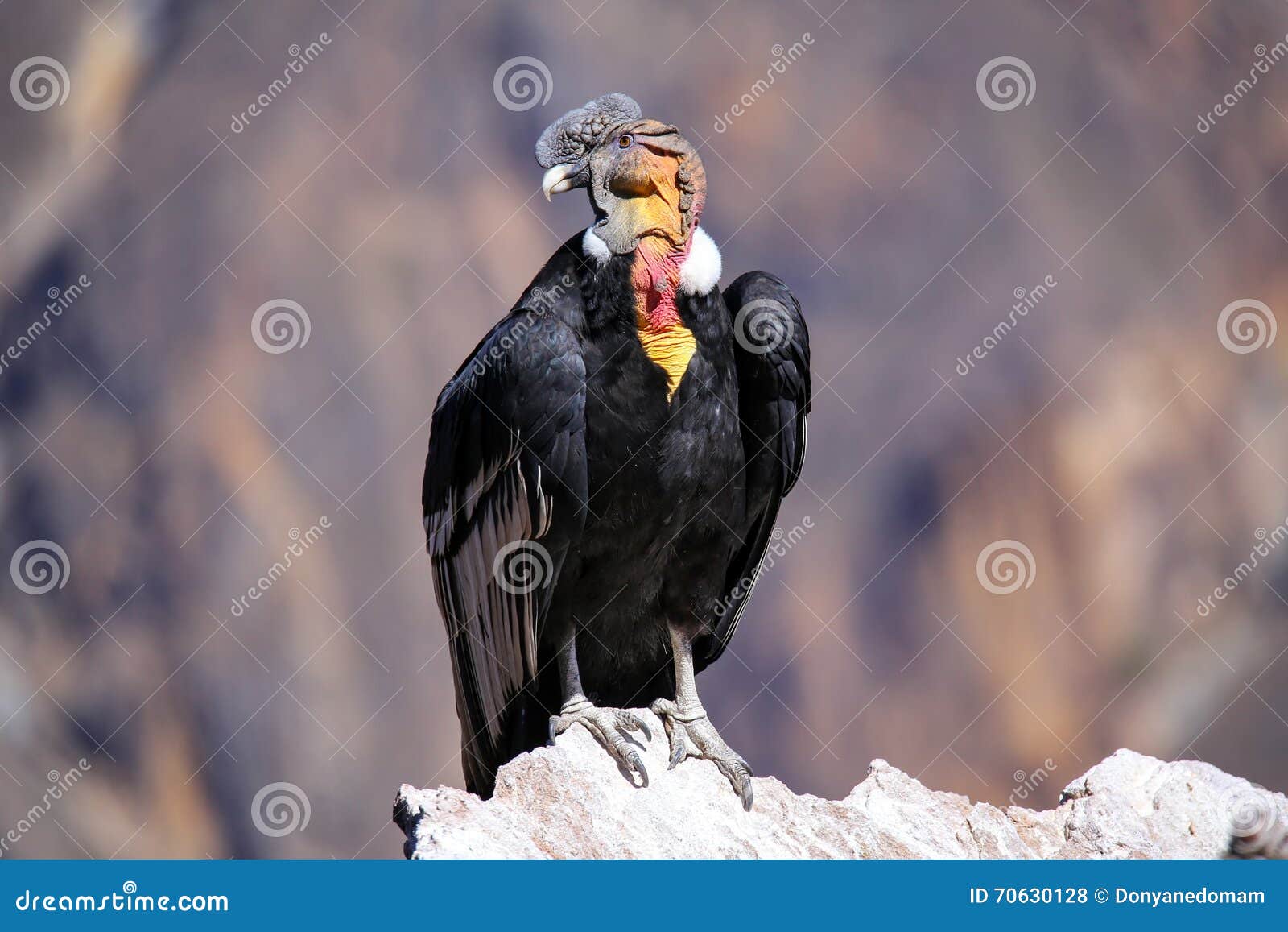 andean condor sitting at mirador cruz del condor in colca canyon