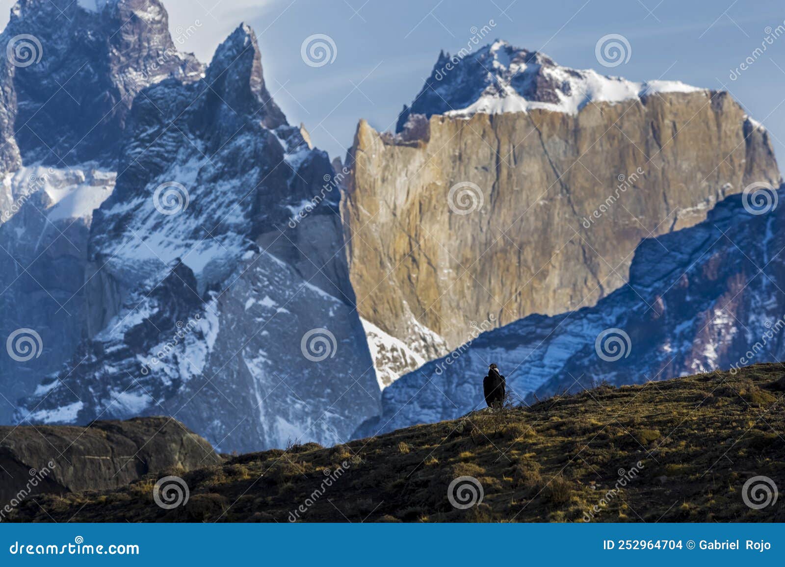 Andean Condor ,Torres Del Paine National Park, Stock Photo - Image of ...