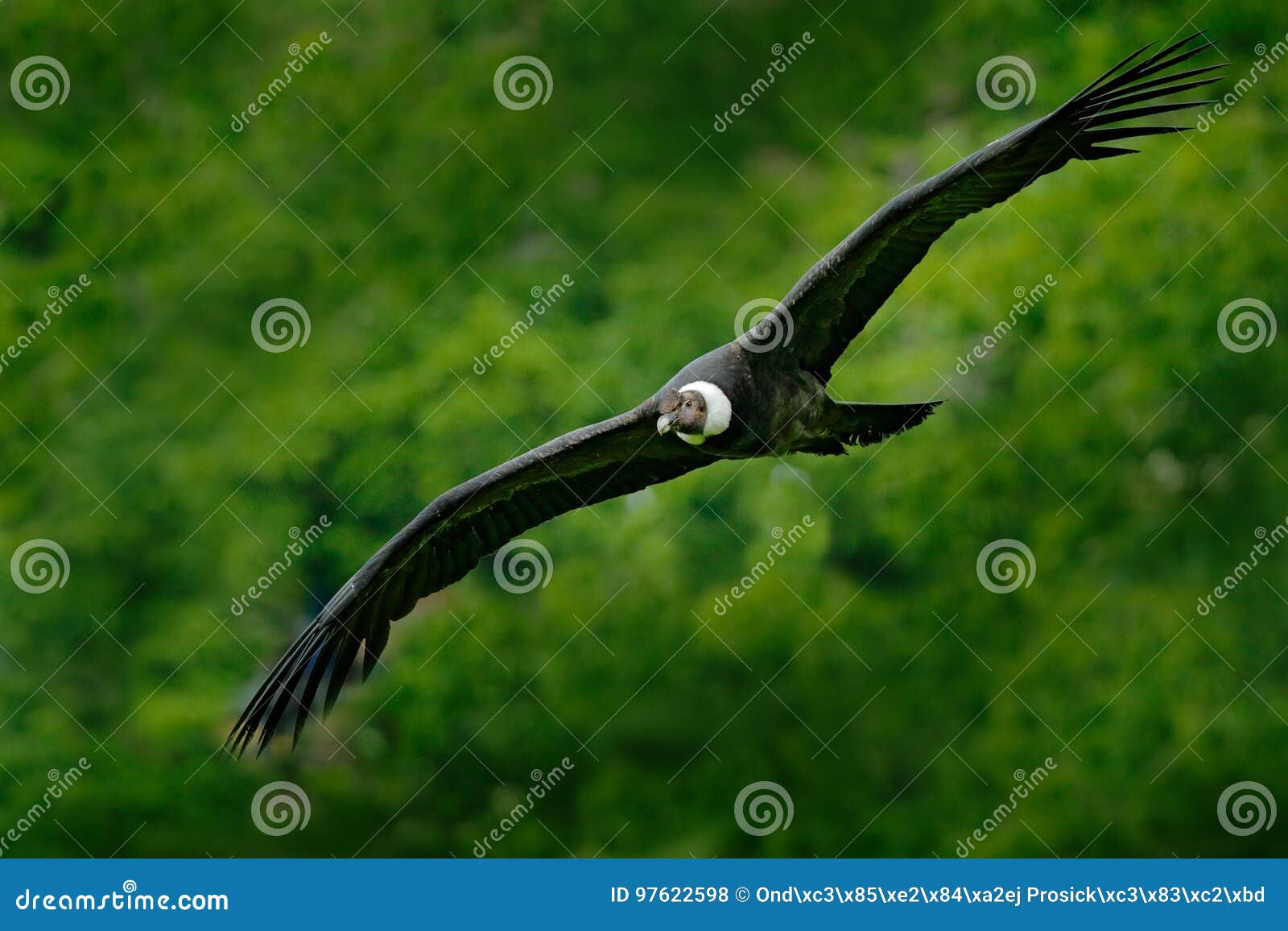 andean condor, vultur gryphus, big birds of prey flying above the mountain. vulture in the stone. bird in the nature habitat, peru