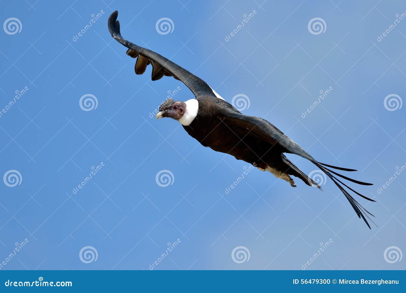 andean condor (vultur gryphus) flying