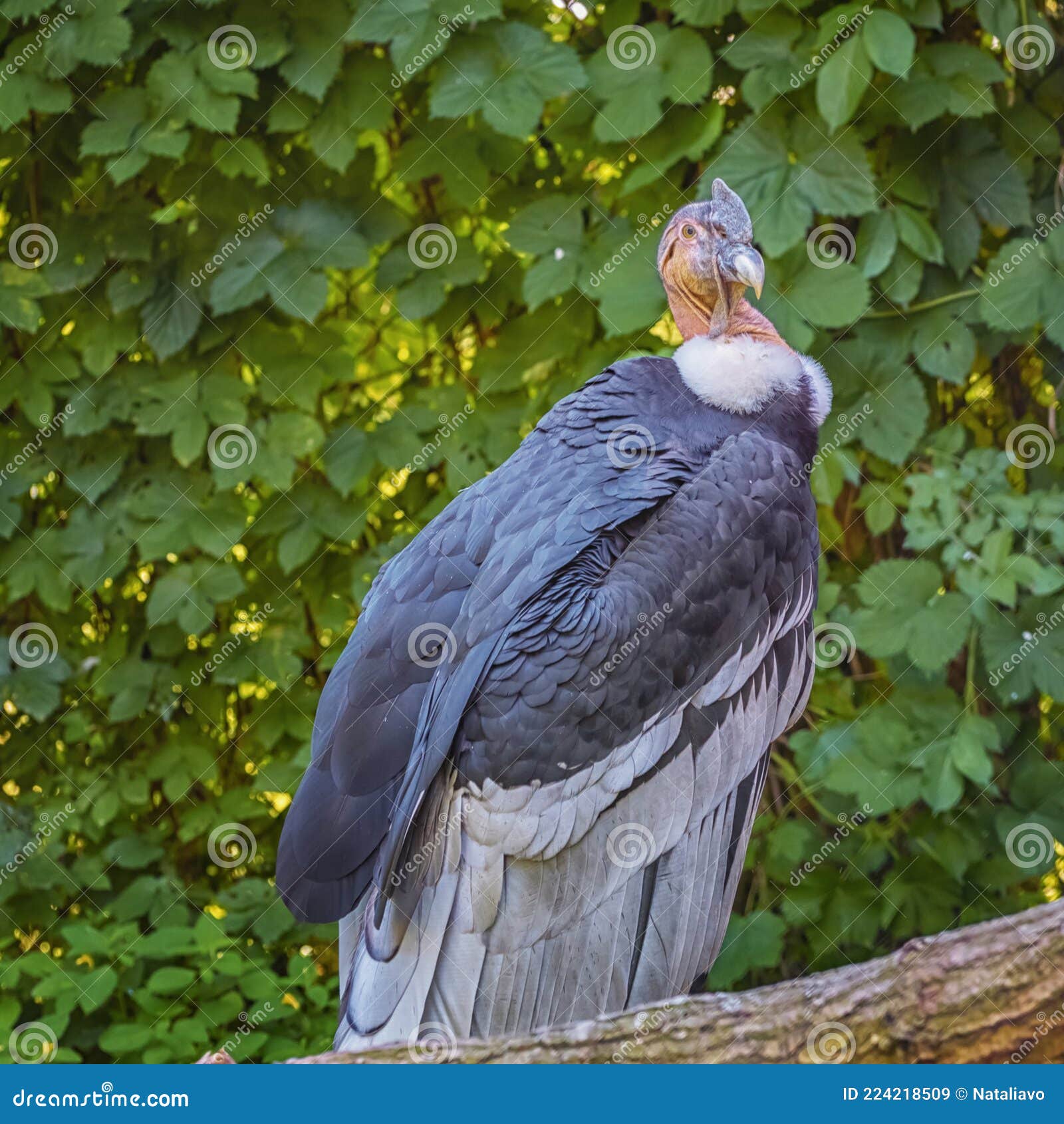 List 28+ Stock Images what is the largest bird of prey in the world Completed List 28+ Stock Images what is the largest bird of prey in the world Completed