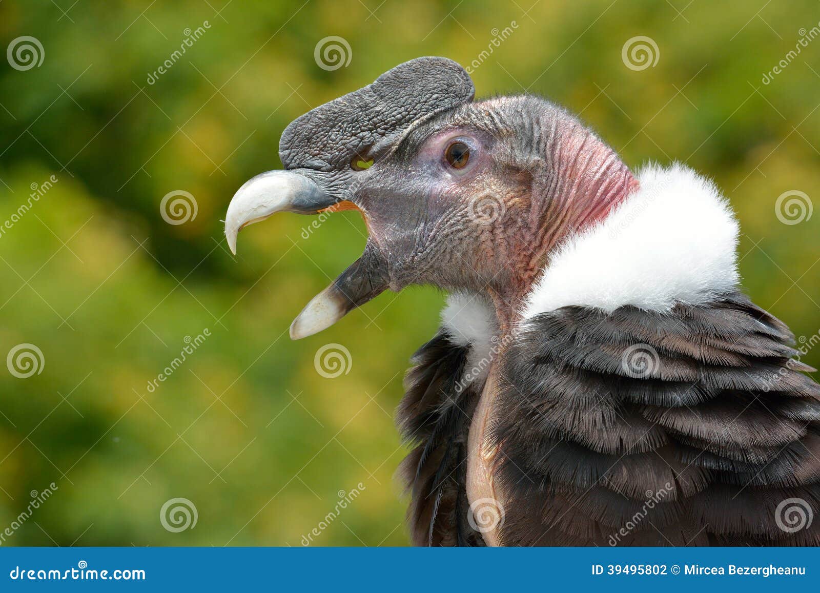 andean condor (vultur gryphus) portrait