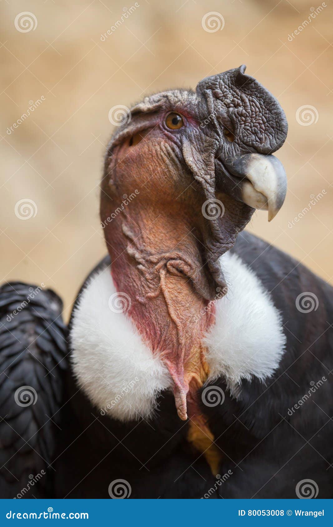 andean condor (vultur gryphus).