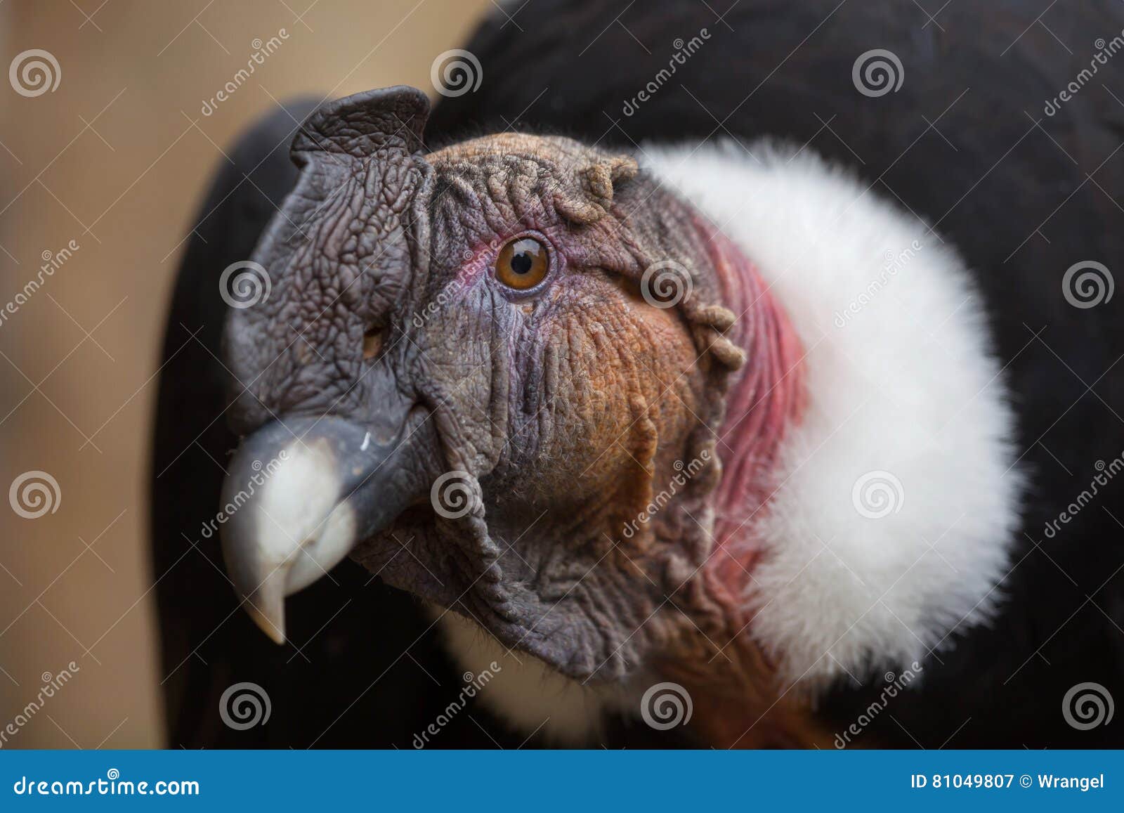 andean condor vultur gryphus.