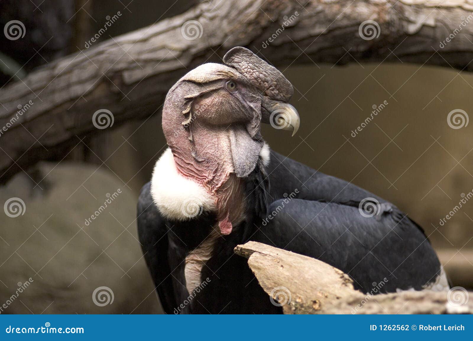 andean condor vulture