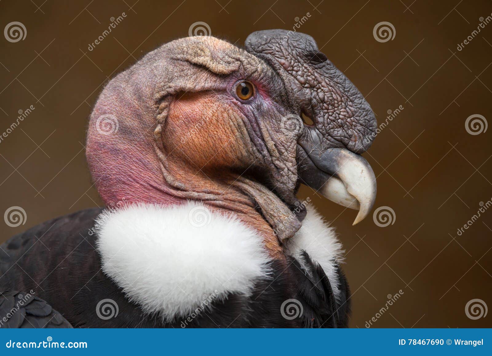 andean condor (vultur gryphus).