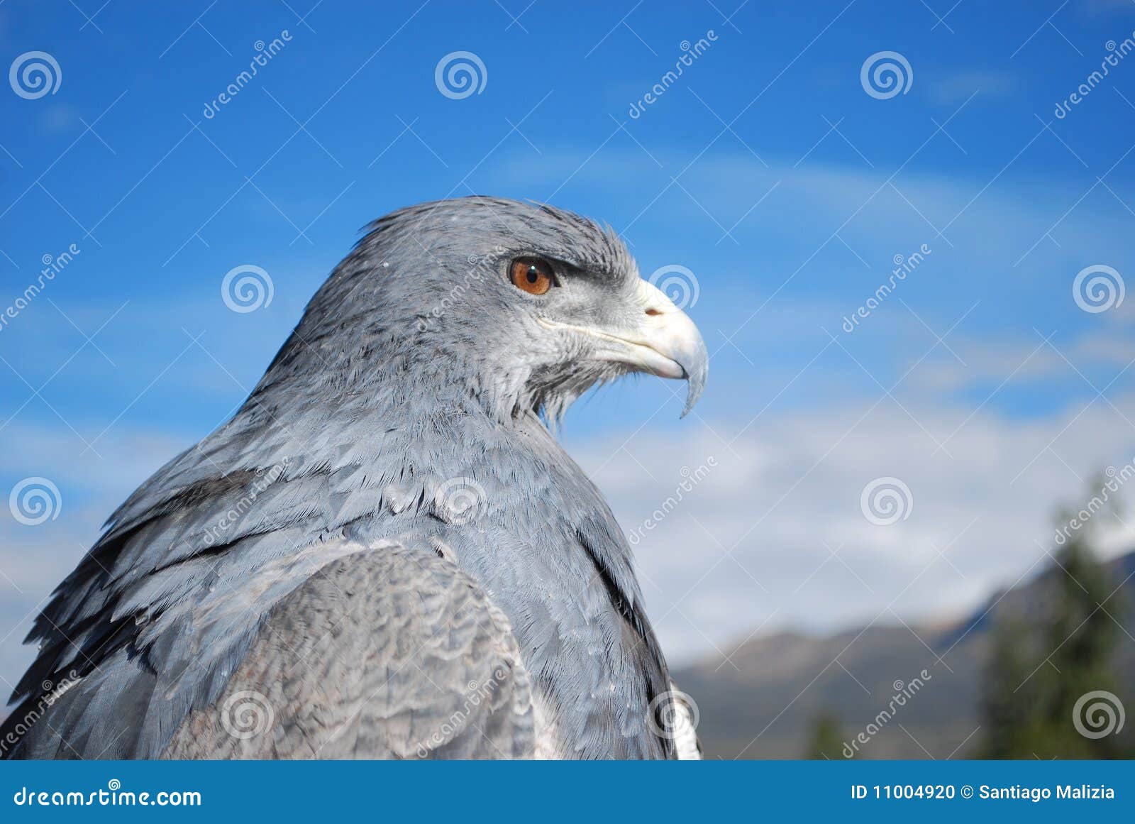 andean eagle