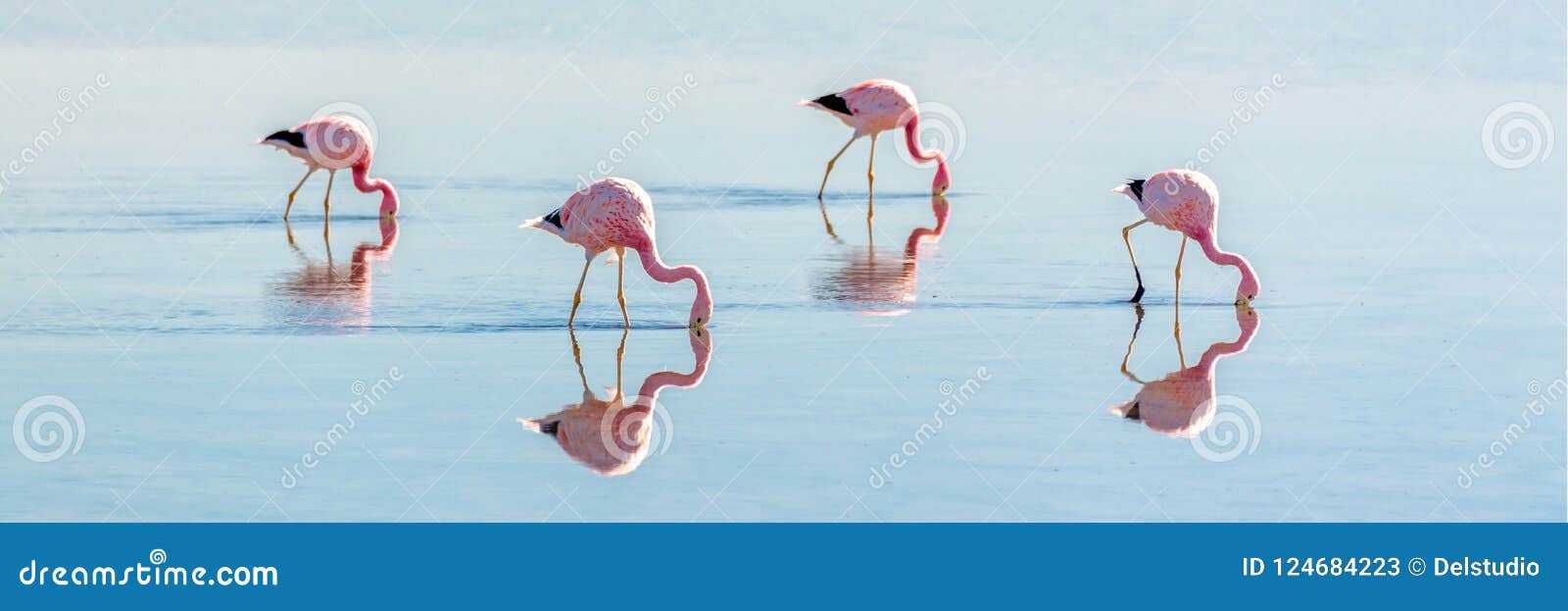 andean flamingos in laguna chaxa, atacama salar, chileandean flamingos in laguna chaxa, atacama salar chile