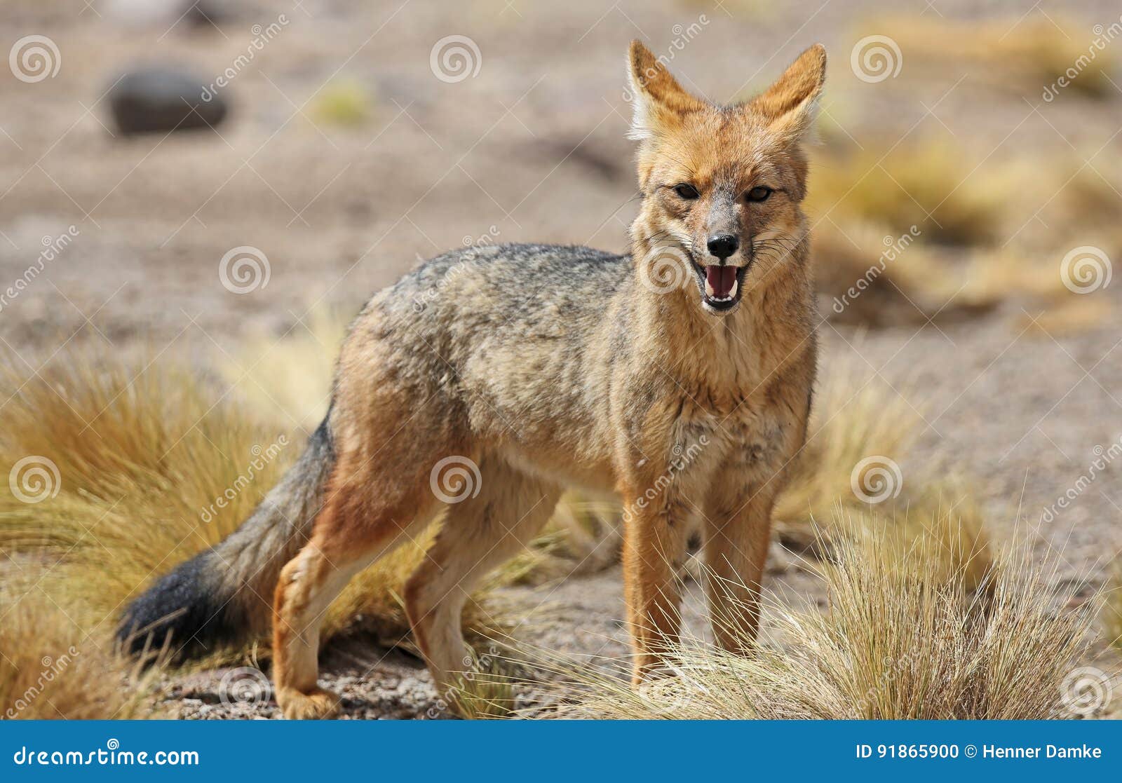 andean fox in siloli desert bolivia