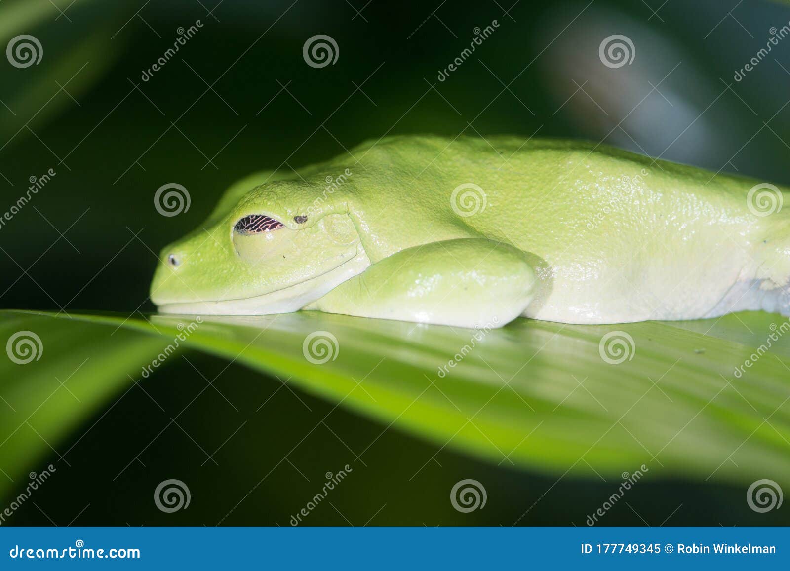 andean marsupial frog