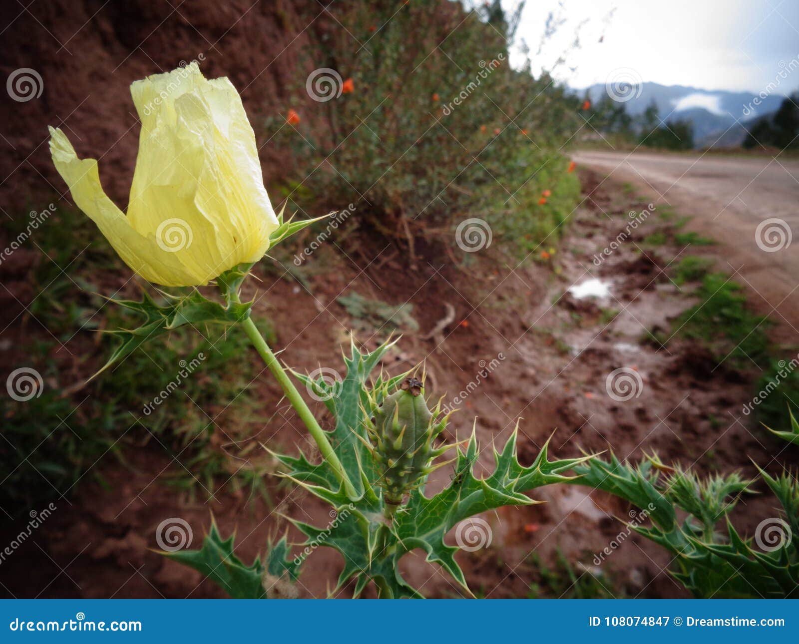 Andean Pale Flower Stock Photos Free & RoyaltyFree Stock Photos from