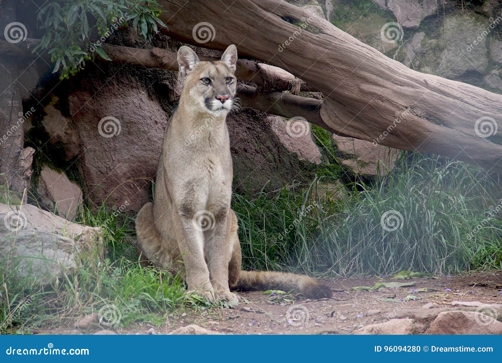 andean puma