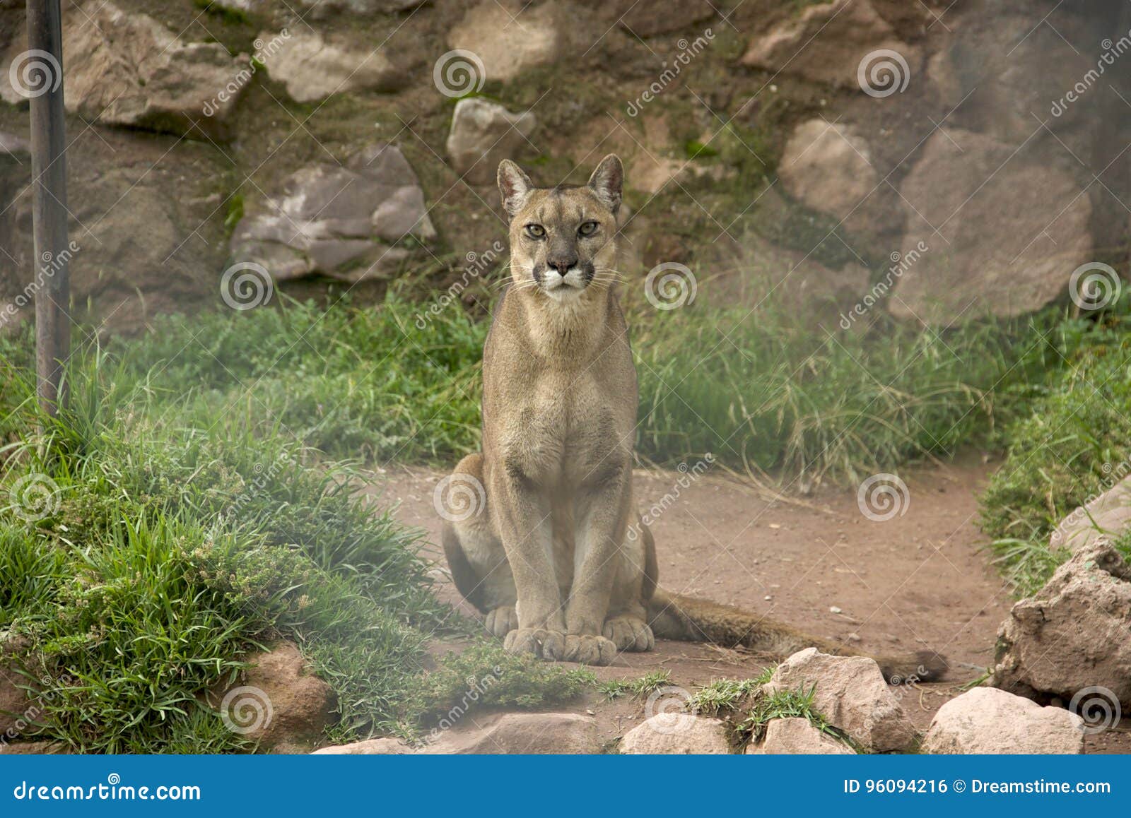 Andean Puma stock photo. Image of peru, mountain, wildlife - 96094216