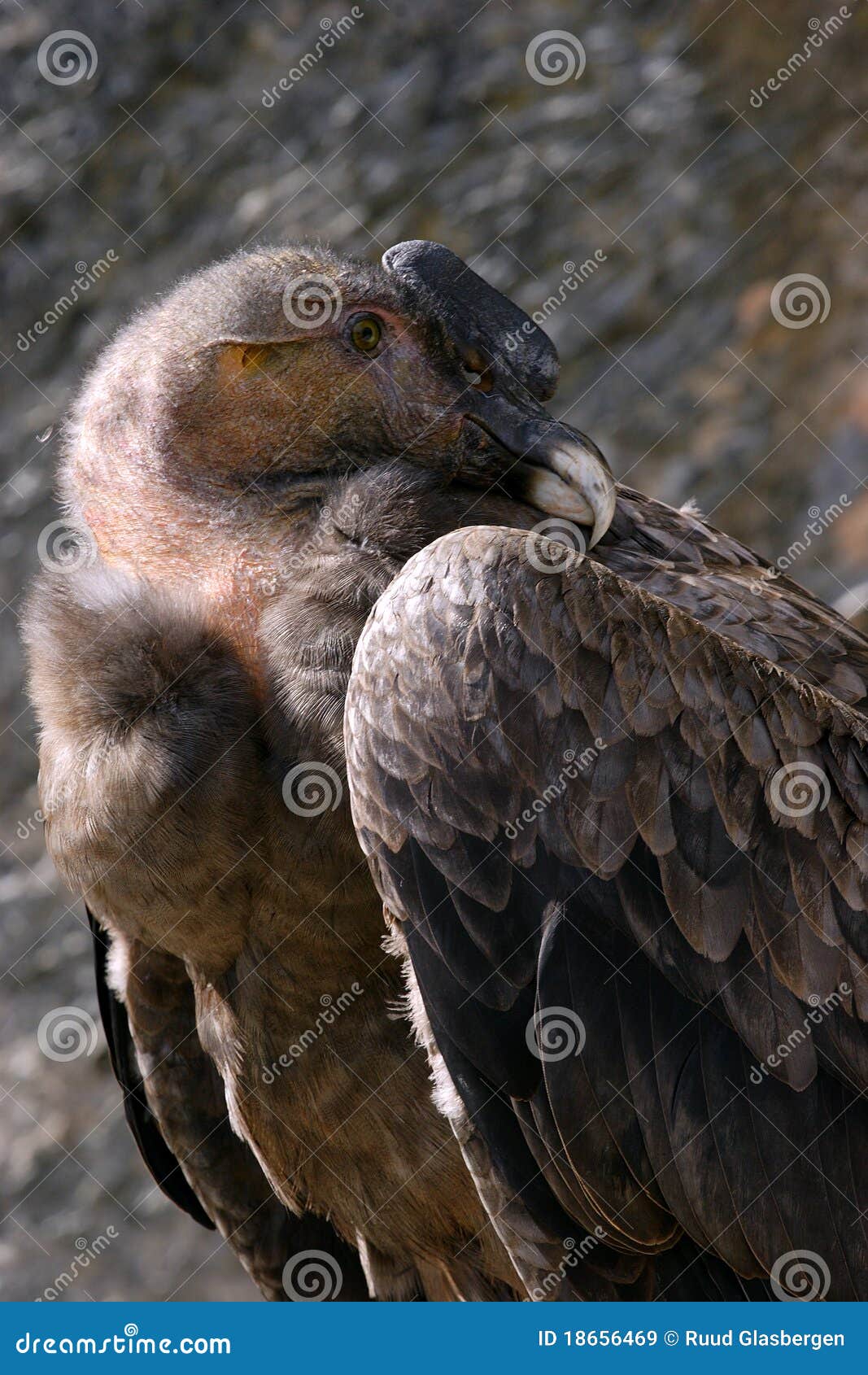 andes condor