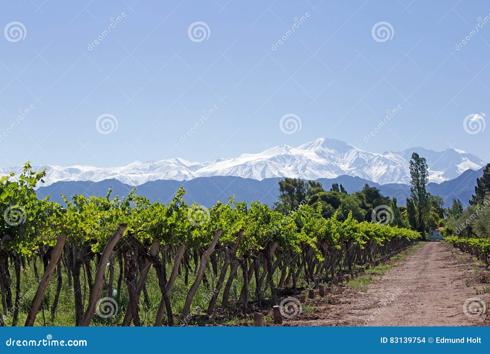 andes & vineyard, lujan de cuyo, argentina