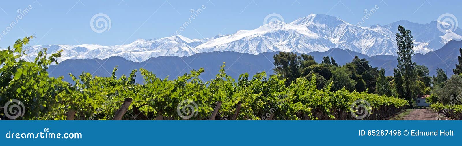 andes & vineyard, lujan de cuyo, mendoza