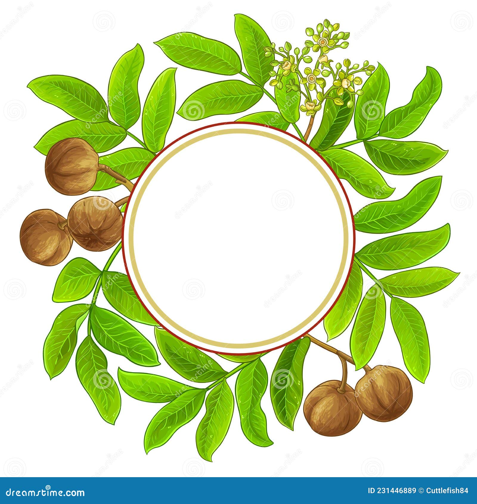 andiroba  frame on white background